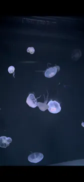 サンシャイン水族館に投稿された画像（2026/3/10）