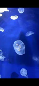 サンシャイン水族館に投稿された画像（2026/3/10）