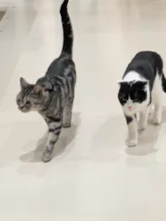 Cat Café MOFF イオンモール広島府中店に投稿された画像（2026/3/10）