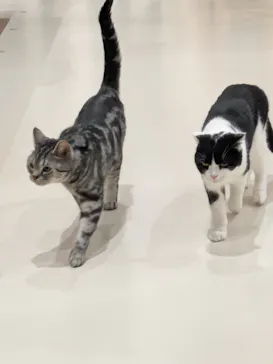 Cat Café MOFF イオンモール広島府中店に投稿された画像（2026/3/10）