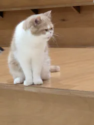 Cat Café MOFF イオンモール広島府中店に投稿された画像（2026/3/10）