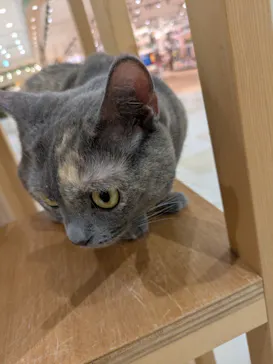 Cat Café MOFF イオンモール広島府中店に投稿された画像（2026/3/10）