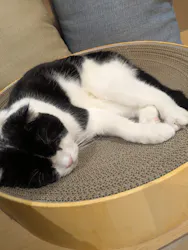 Cat Café MOFF イオンモール広島府中店に投稿された画像（2026/3/10）