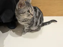 Cat Café MOFF イオンモール広島府中店に投稿された画像（2026/3/10）