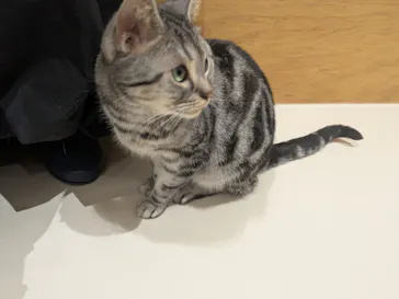 Cat Café MOFF イオンモール広島府中店に投稿された画像（2026/3/10）