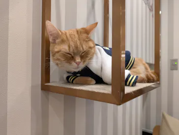 猫カフェモカ　アルシェ大宮店に投稿された画像（2026/3/10）