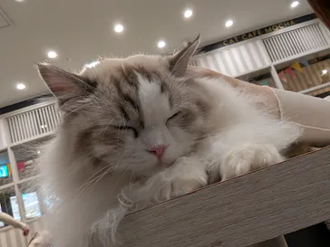猫カフェモカ　アルシェ大宮店に投稿された画像（2026/3/10）