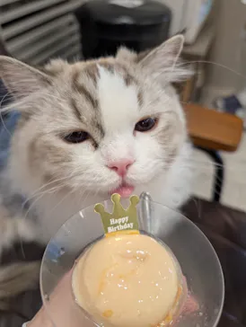 猫カフェモカ　アルシェ大宮店に投稿された画像（2026/3/10）