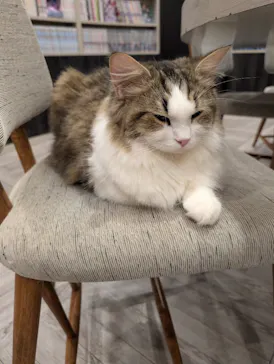 猫カフェモカ　アルシェ大宮店に投稿された画像（2026/3/10）