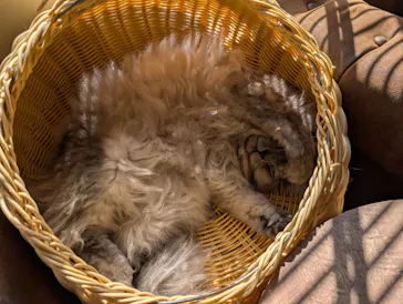 猫カフェモカ　池袋東口店に投稿された画像（2026/3/10）