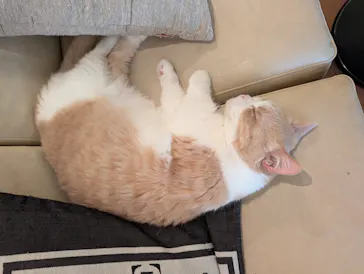 猫カフェモカ　池袋東口店に投稿された画像（2026/3/10）