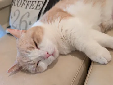 猫カフェモカ　池袋東口店に投稿された画像（2026/3/10）