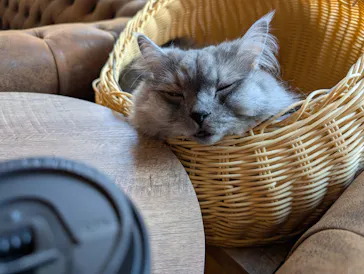 猫カフェモカ　池袋東口店に投稿された画像（2026/3/10）