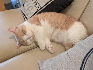 猫カフェモカ　池袋東口店に投稿された画像（2026/3/10）