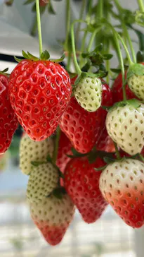 ふぁーむらぼに投稿された画像（2026/3/10）