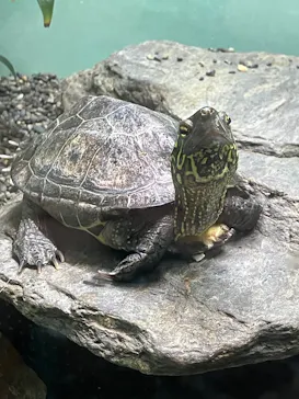 名古屋市東山動植物園に投稿された画像（2026/3/11）