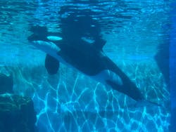 名古屋港水族館に投稿された画像（2026/3/11）