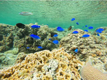 武藤潜水に投稿された画像（2026/3/11）