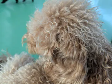 つくばわんわんランドに投稿された画像（2026/3/11）