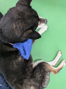 つくばわんわんランドに投稿された画像（2026/3/11）