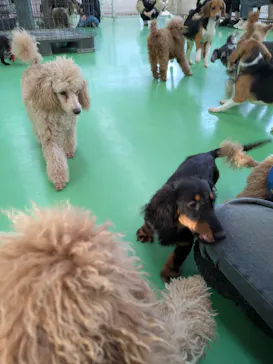 つくばわんわんランドに投稿された画像（2026/3/11）