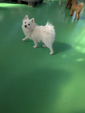 つくばわんわんランドに投稿された画像（2026/3/11）