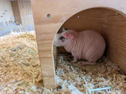 Moff animal cafe 小田原ダイナシティ店に投稿された画像（2026/3/11）