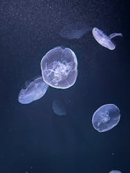 サンシャイン水族館に投稿された画像（2026/3/11）