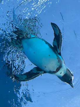 サンシャイン水族館に投稿された画像（2026/3/11）