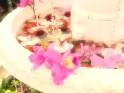 世界らん展2026-花と緑の祭典-に投稿された画像（2026/3/11）