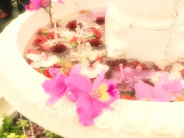 世界らん展2026-花と緑の祭典-に投稿された画像（2026/3/11）