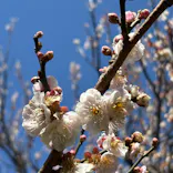 偕楽園本園に投稿された画像（2026/3/11）