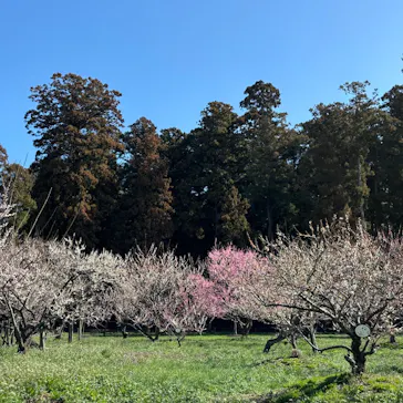偕楽園本園に投稿された画像（2026/3/11）