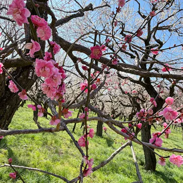 偕楽園本園に投稿された画像（2026/3/11）