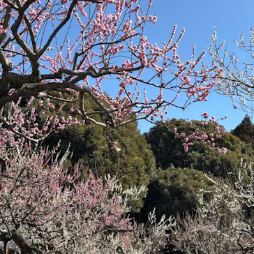 偕楽園本園に投稿された画像（2026/3/11）