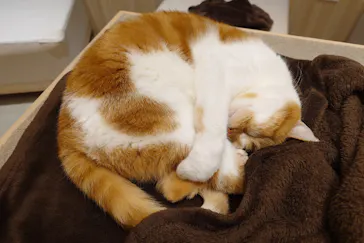 猫カフェモカ　イオンモール幕張新都心店に投稿された画像（2026/3/11）