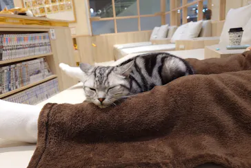 猫カフェモカ　イオンモール幕張新都心店に投稿された画像（2026/3/11）