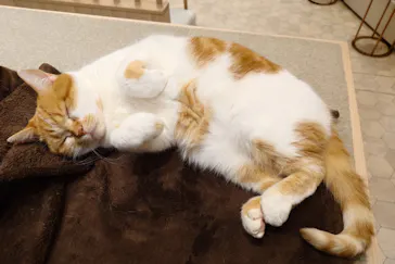 猫カフェモカ　イオンモール幕張新都心店に投稿された画像（2026/3/11）