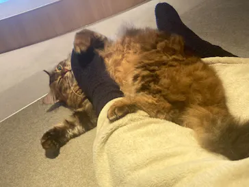 猫カフェモカ　神戸三宮店に投稿された画像（2026/3/11）