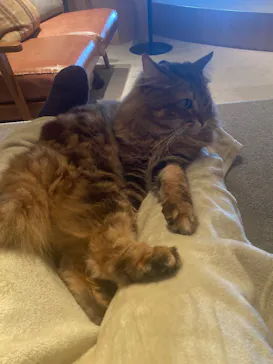 猫カフェモカ　神戸三宮店に投稿された画像（2026/3/11）