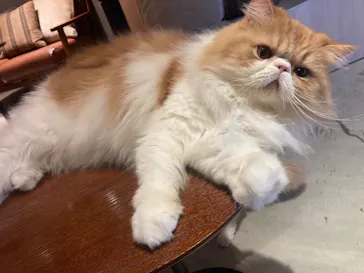 猫カフェモカ　神戸三宮店に投稿された画像（2026/3/11）