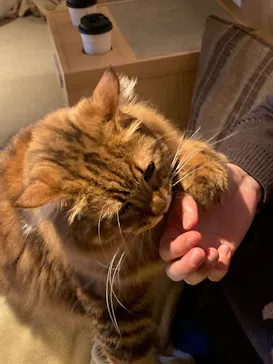 猫カフェモカ　神戸三宮店に投稿された画像（2026/3/11）