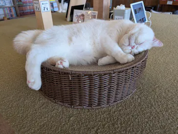 猫カフェモカ　池袋東口店に投稿された画像（2026/3/11）