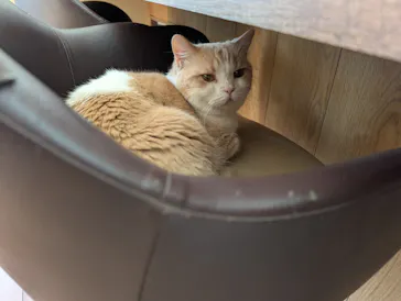 猫カフェモカ　池袋東口店に投稿された画像（2026/3/11）