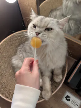 猫カフェモカ　池袋東口店に投稿された画像（2026/3/11）