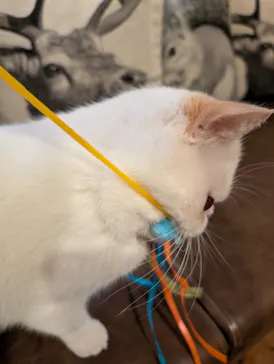 猫カフェモカ　池袋東口店に投稿された画像（2026/3/11）