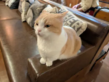 猫カフェモカ　池袋東口店に投稿された画像（2026/3/11）