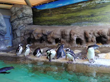 しながわ水族館に投稿された画像（2026/3/11）