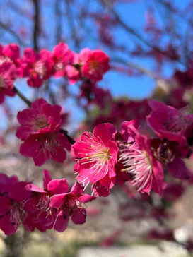 偕楽園本園に投稿された画像（2026/3/12）
