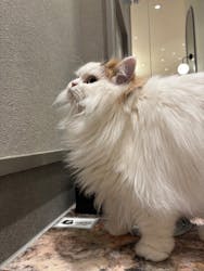 猫カフェモカ　イオンモール高崎店に投稿された画像（2026/3/12）